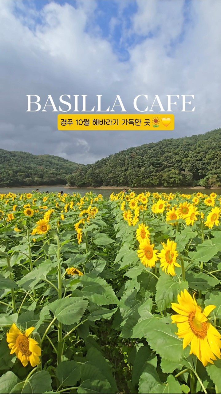 경주애견동반카페 이미지